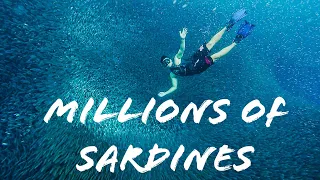 Swimming with Millions of Sardines ( Moalboal) PHILIPPINES