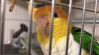 金頭凱克 帥帥 很生氣😡 caique