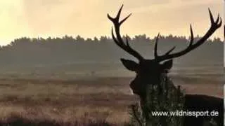 Brunftmorgen auf der Heide