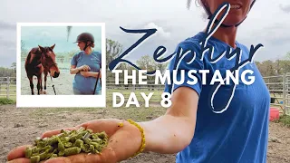 Positive Associations: Day 8 with Zephyr the Mustang