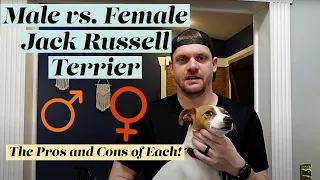 Male or Female Jack Russell Terrier? The Pros and Cons of Each!