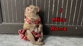 Hungry monkey Diana waiting for little Roma to bring back fruit looks pitiful