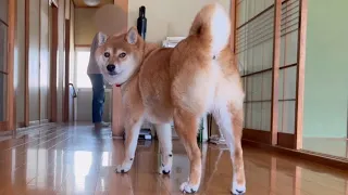 3週間ぶりに会ったおばあちゃん家の柴犬