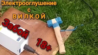 Забой свиньи с электропарализацией. Вилка. Самодельный парализатор в работе.