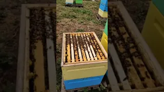 Переваги застосування Апіклін при роботі бджолярів // BeeWell - ветпрепарати для бджільництва