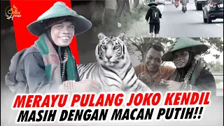 MERAYU JOKO KENDIL ❗️❗️”PULANG ya KANG, BAPAKMU KANGEN ❗️❗️MASIH SETIA ditemani MACAN PUTIH ❓❗️