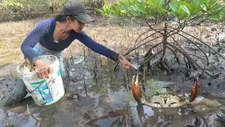 Unique Fishing - Catch Huge Mud Crabs at Swamp after Water Low Tide