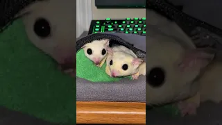 Sugar Glider Videos  | Sugar Glider Training Fly | Surprising With Baby Surgar Glider | #Shorts #30