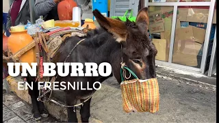 EL SEÑOR DEL BURRO QUE VENDE AGUAMIEL