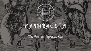 Mandragora - The Mystical Mandrake Root