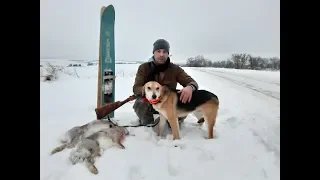 Охота с Русской Гончей  по зайцу русаку. В Курской области 2019г..