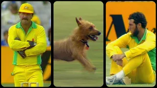 Doggo's 90 seconds of fame at SCG | From the Vault