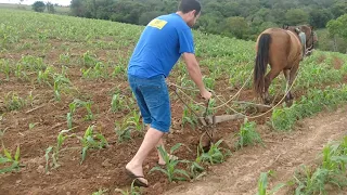 limpando lavoura de milho tração animal