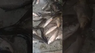 Live fishes in a tank in fish market | Rohu, Katla fishes