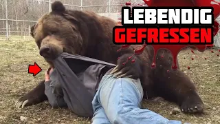 Dieser Waldführer Wird Von Einem Riesigen Grizzlybären Lebendig Aufgefressen!