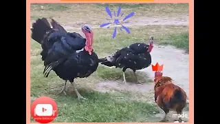 Turkey vs a Rooster | EPIC BATTLE | EPIC Turkey vs a Rooster FIGHT! | amazing fight | funny