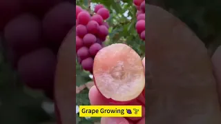 Grape Growing 🍇🌱