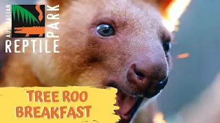 TREE KANGAROO BREAKFAST TIME | The Australian Reptile Park