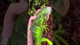 Saving Frozen Iguanas from Death