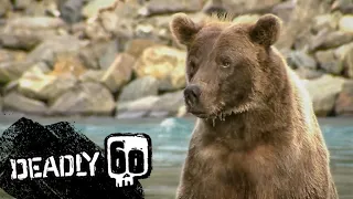 Grizzly Bears Go Hunting | Deadly 60 | BBC Earth Kids
