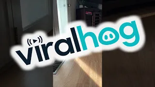 Jolene the Nigerian Dwarf Goat Runs into the Door || ViralHog