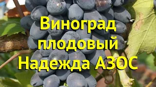 Виноград плодовый надежда азос. Краткий обзор, описание характеристик, где купить саженцы vitis