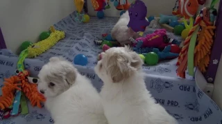 Just Incredible Coton de Tulear Missoni Puppies 7 full weeks old2