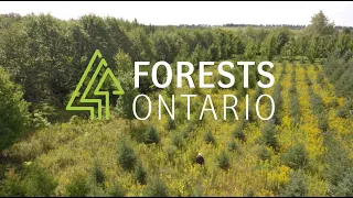 About Forests Ontario