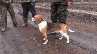 Мгновения с охоты на зайца с гончей.