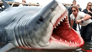 20 Largest Monster Sharks Ever Caught on Camera