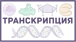 Транскрипция ДНК - биология и физиология клетки