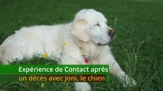 Expérience de Contact après un décès avec Joni, le chien