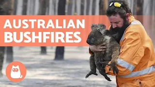 Animals Caught in the AUSTRALIAN BUSHFIRES 🐨 Stats and How to Help