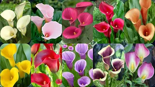 The Most Beautiful and Popular Colors Of Calla Lily , Beautiful Flower And Beautiful Colors 🩷❤️🧡💛💜🤍