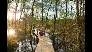 Au coeur du marais, un sentier thématique sur pilotis très agréable !