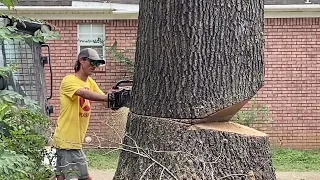 How not to notch a tree