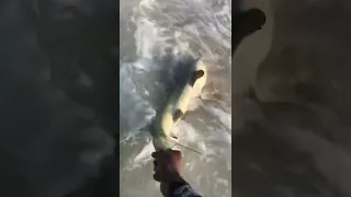 Baby Shark rescue - Maldives #beached shark #maldives