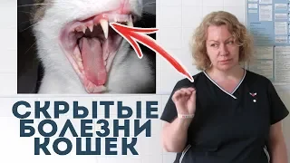 Вы уверены, что ваша кошка здорова? Советы ветеринара.