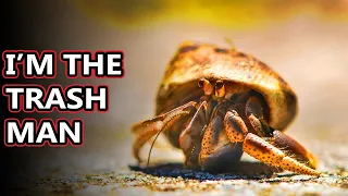 Hermit Crab facts: what's under the shell? | Animal Fact Files