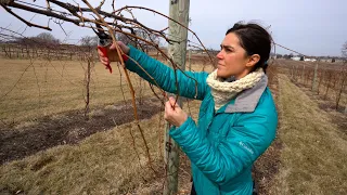 Pruning and Establishing Cordons in New Cold Climate Grapevines