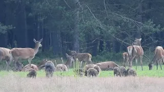 Wilde zwijnen en herten bij het kijkscherm in Vaassen op de veluwe