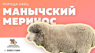 Опыт разведения породы овец манычский меринос