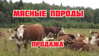 стельные нетели герефорд