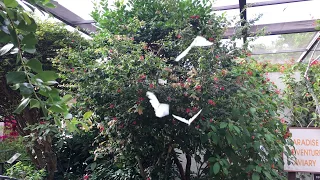 White morpho butterflies