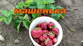 🍓🍓КЛУБНИКА МАШЕНЬКА. Мой отзыв