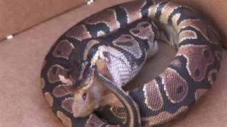 Milton The Ball Python's First Live Kill HD