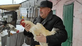 Юрловські голосисті кури Симоненка Анатолія Миколайовича.