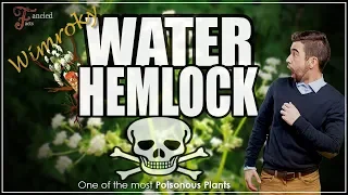 WATER HEMLOCK — One of the Most Poisonous Plant In The World!!