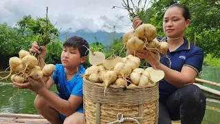 Harvest Yam Bean ( Jicama roots ) Goes to the market sell - Animal care | Lý Thị Ca