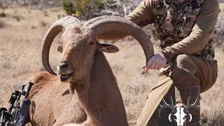 Take Aim Outdoors -204 Aoudad Hunting with Day Six Gear